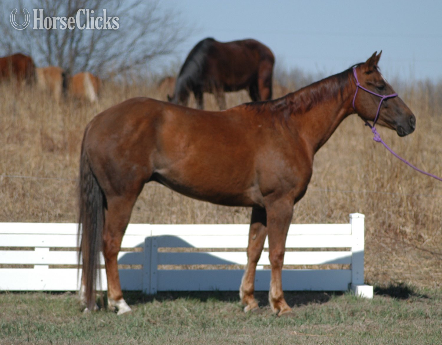 "Notch" Sorrel Gelding Quarter Horse in Kansas