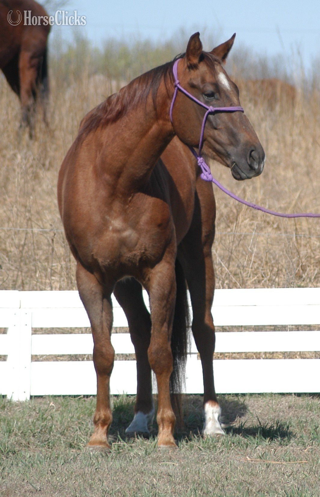 "Notch" Sorrel Gelding Quarter Horse