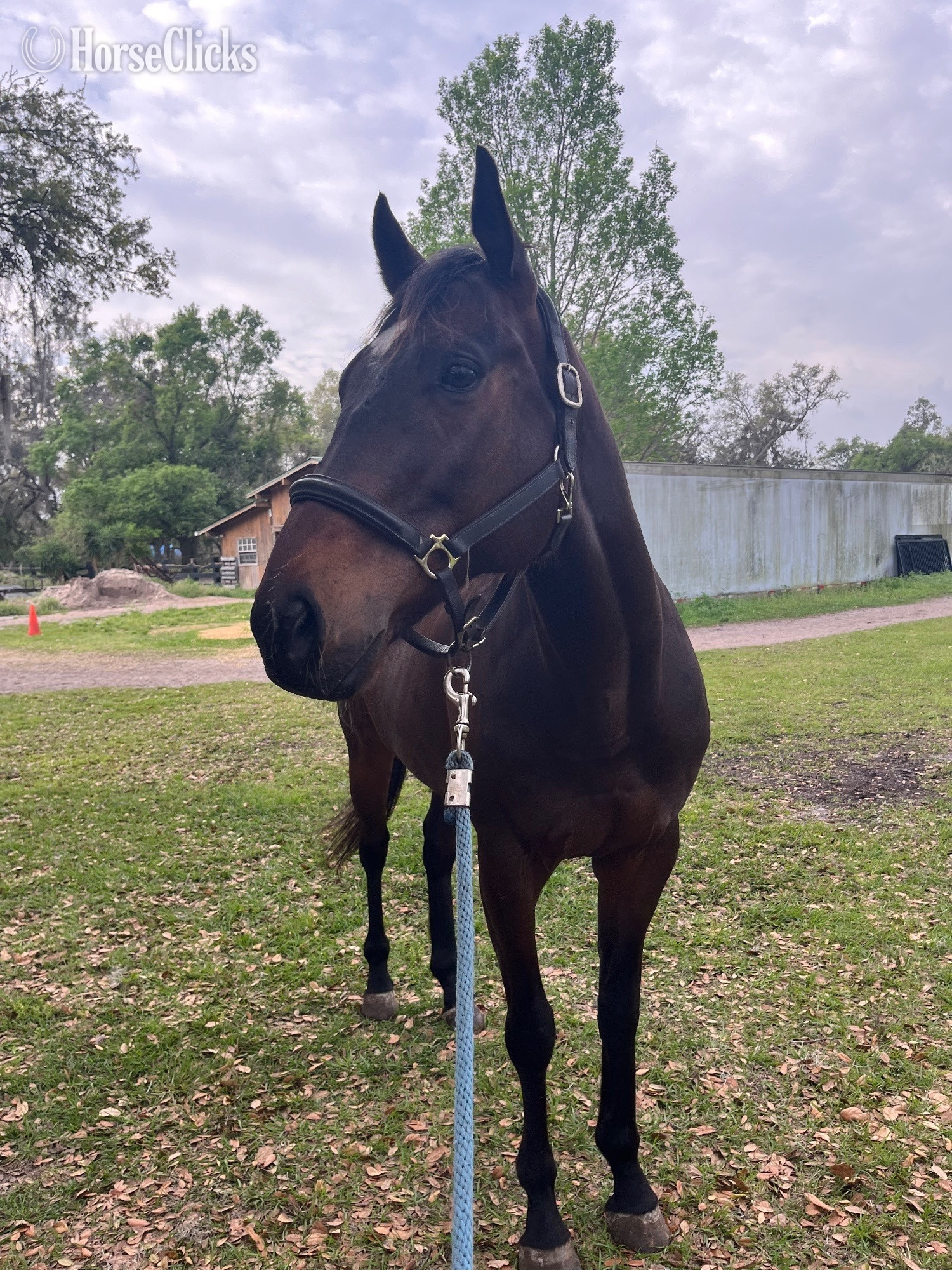 "Frankie" Bay Gelding Thoroughbred in Florida