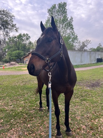 "Frankie" Bay Gelding Thoroughbred