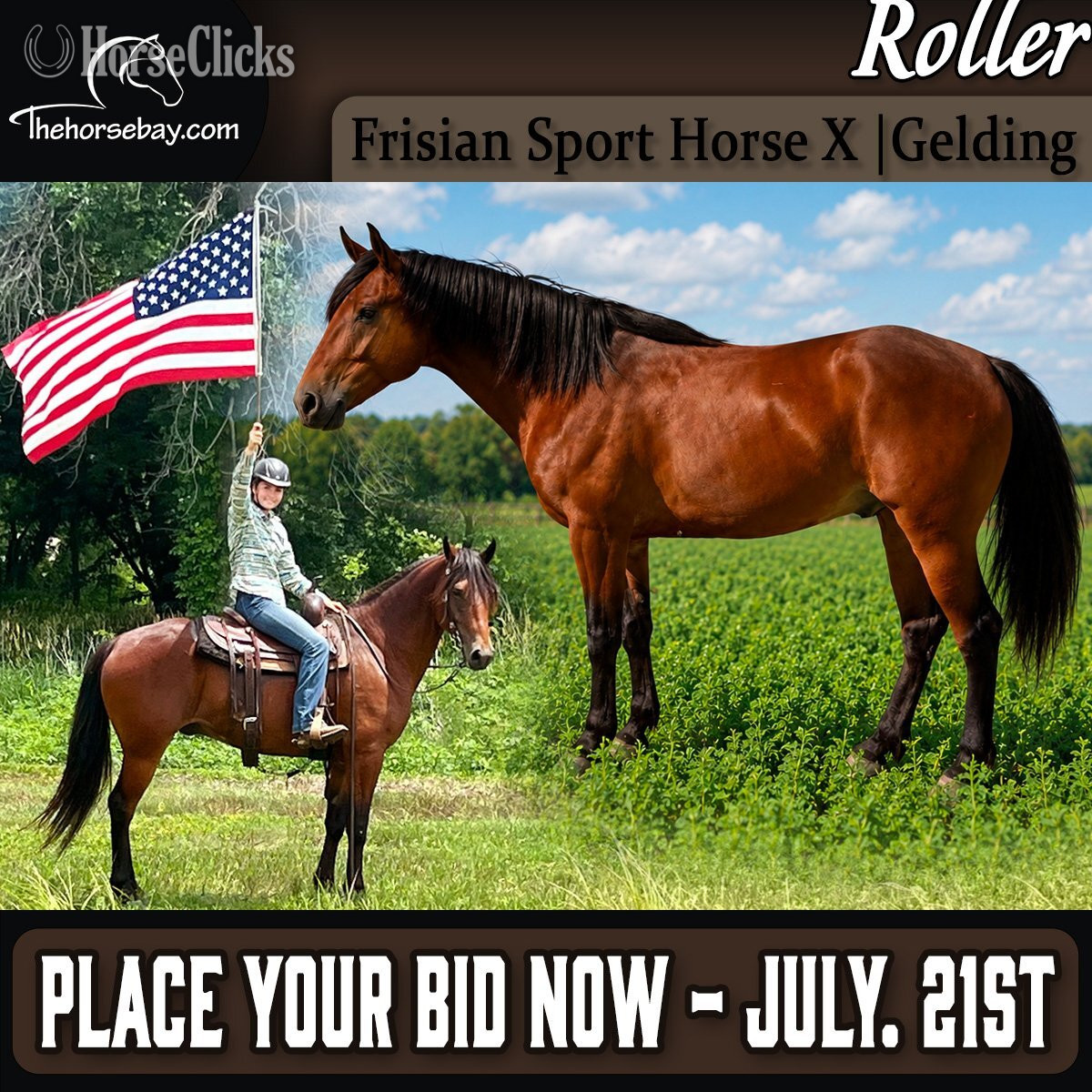 "Roller" Bay Gelding Friesian in Iowa