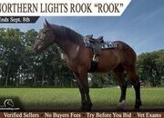 "Rook" Bay Gelding Percheron
