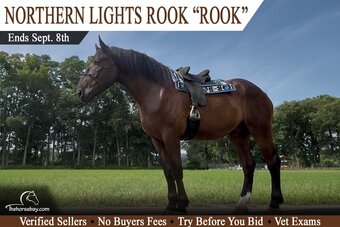 "Rook" Bay Gelding Percheron