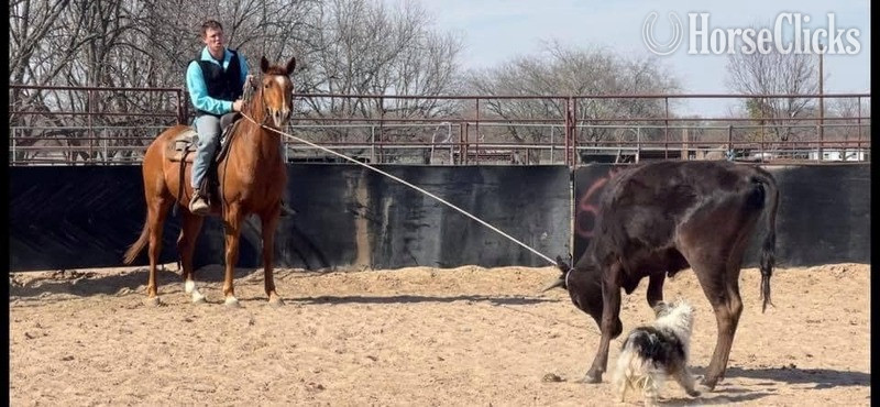 "CDT MERADAS LANE" Sorrel Mare Quarter Horse