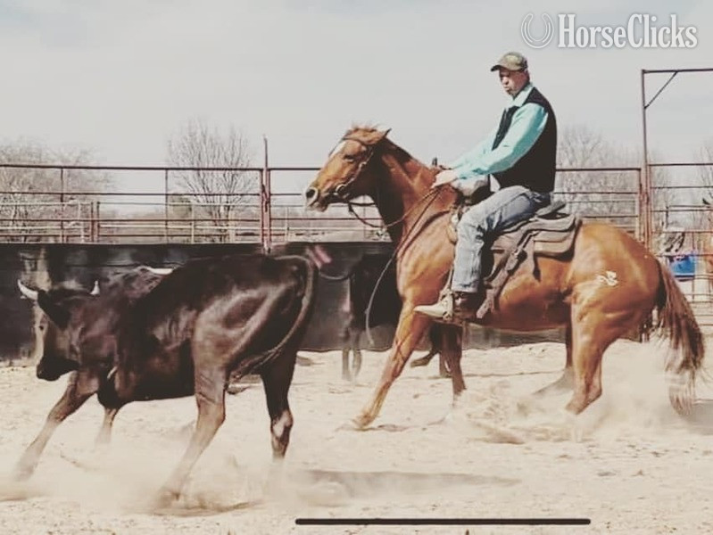 "CDT MERADAS LANE" Sorrel Mare Quarter Horse - Quarter Horse in Texas