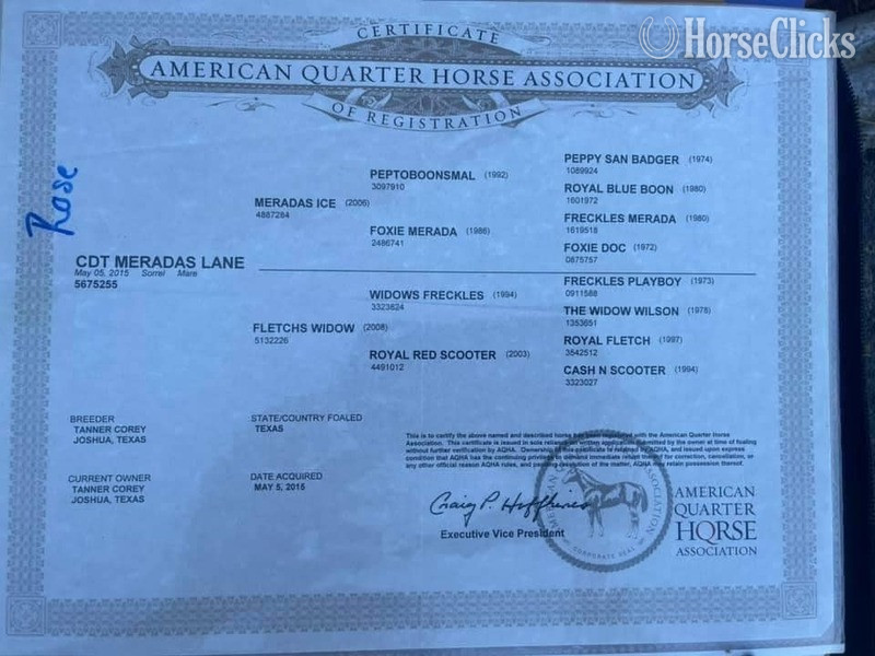 "CDT MERADAS LANE" Sorrel Mare Quarter Horse - Quarter Horse