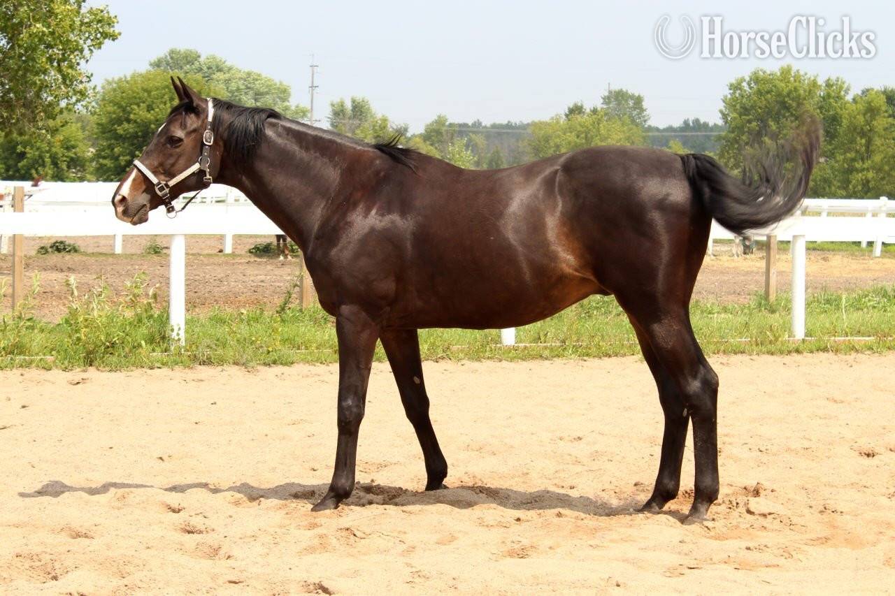 "Diamond Lad "Luther"" Bay Gelding Thoroughbred in Minnesota