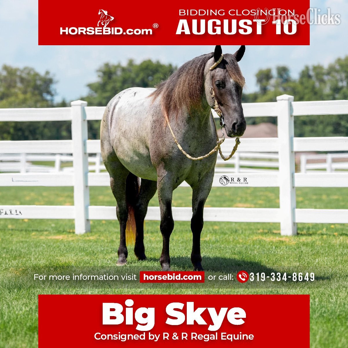 "Big Skye" Blue Roan Gelding Draft in Iowa
