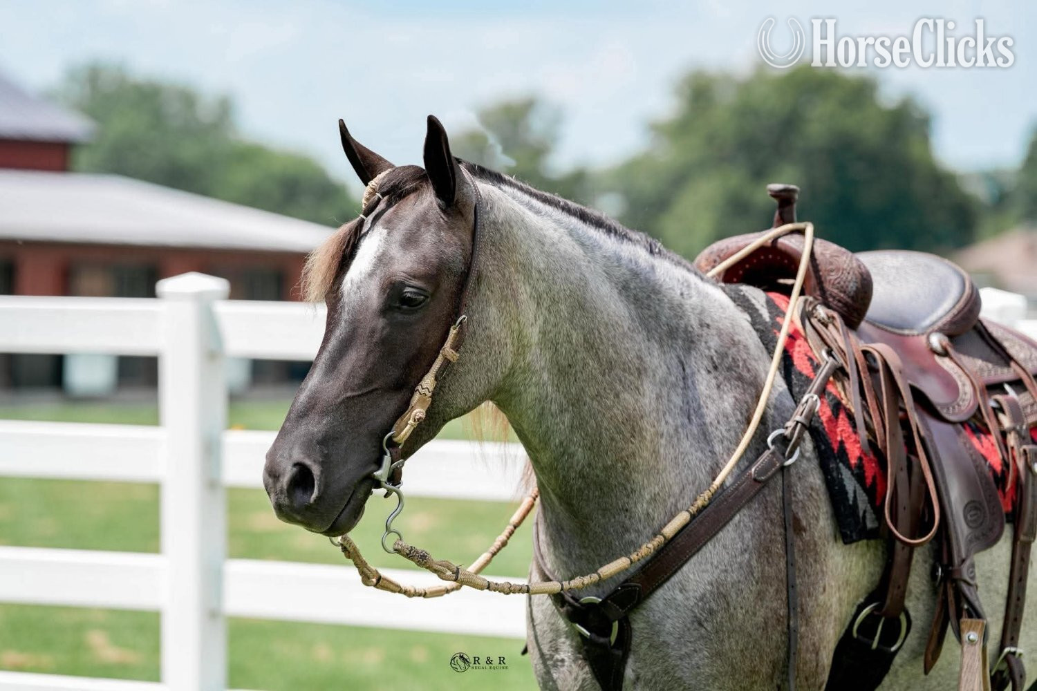 "Big Skye" Blue Roan Gelding Draft