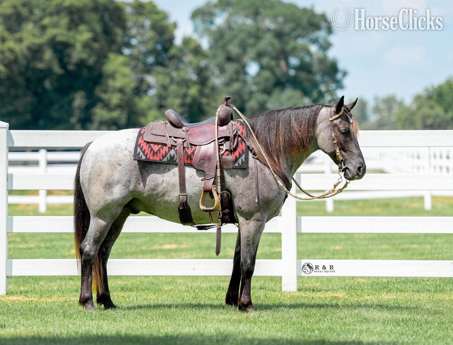 Iowa "Big Skye" Blue Roan Gelding Draft
