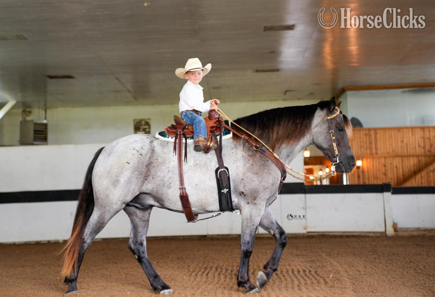 "Big Skye" Blue Roan Gelding Draft - Draft in Iowa