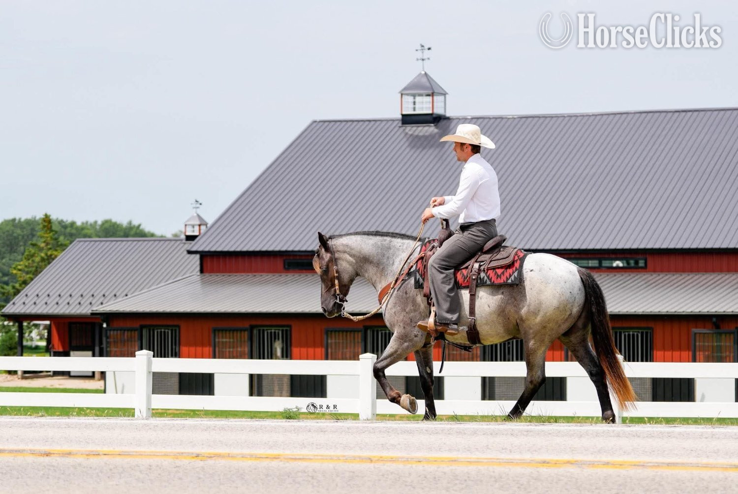 "Big Skye" Blue Roan Gelding Draft - Draft