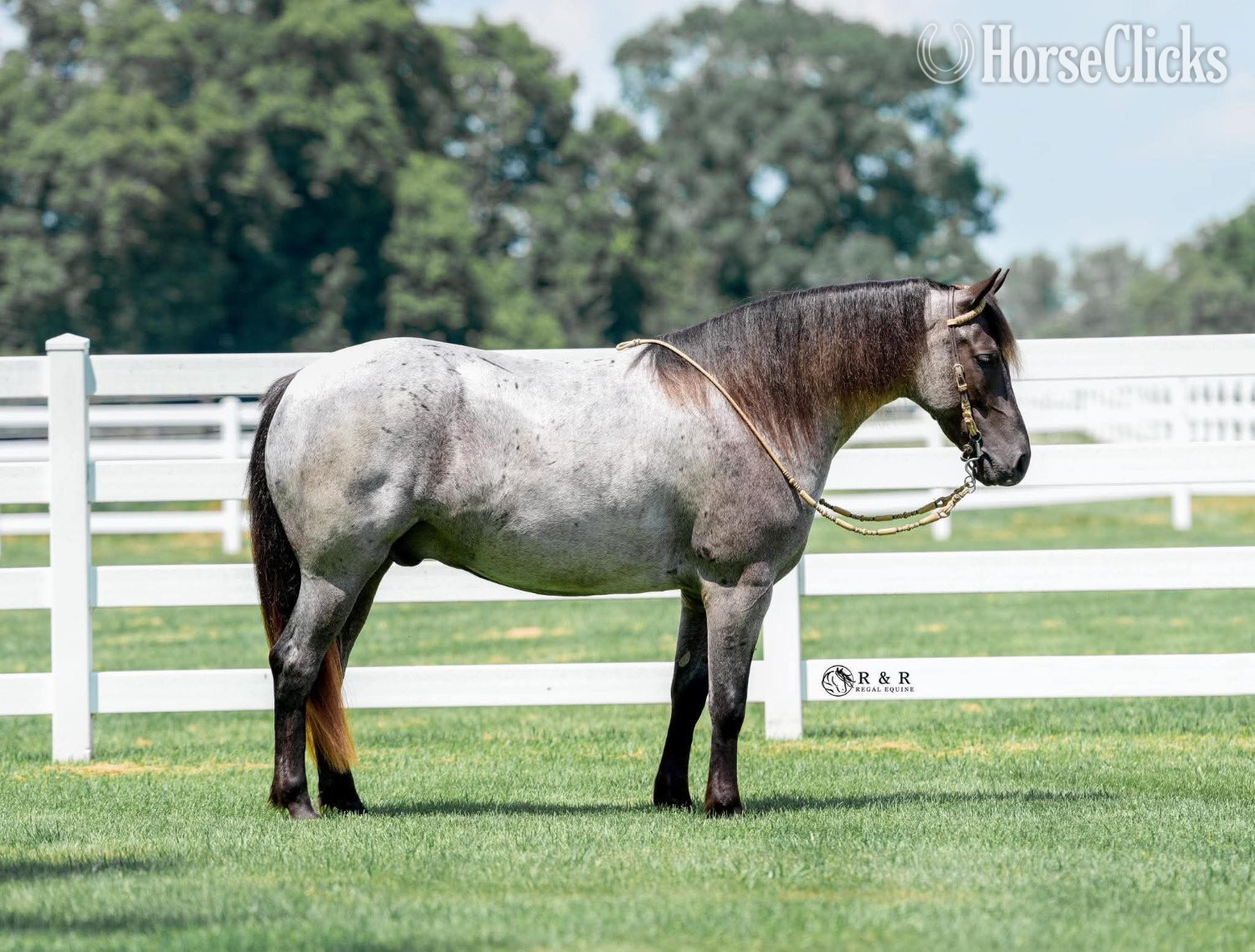 Draft - "Big Skye" Blue Roan Gelding Draft in Iowa
