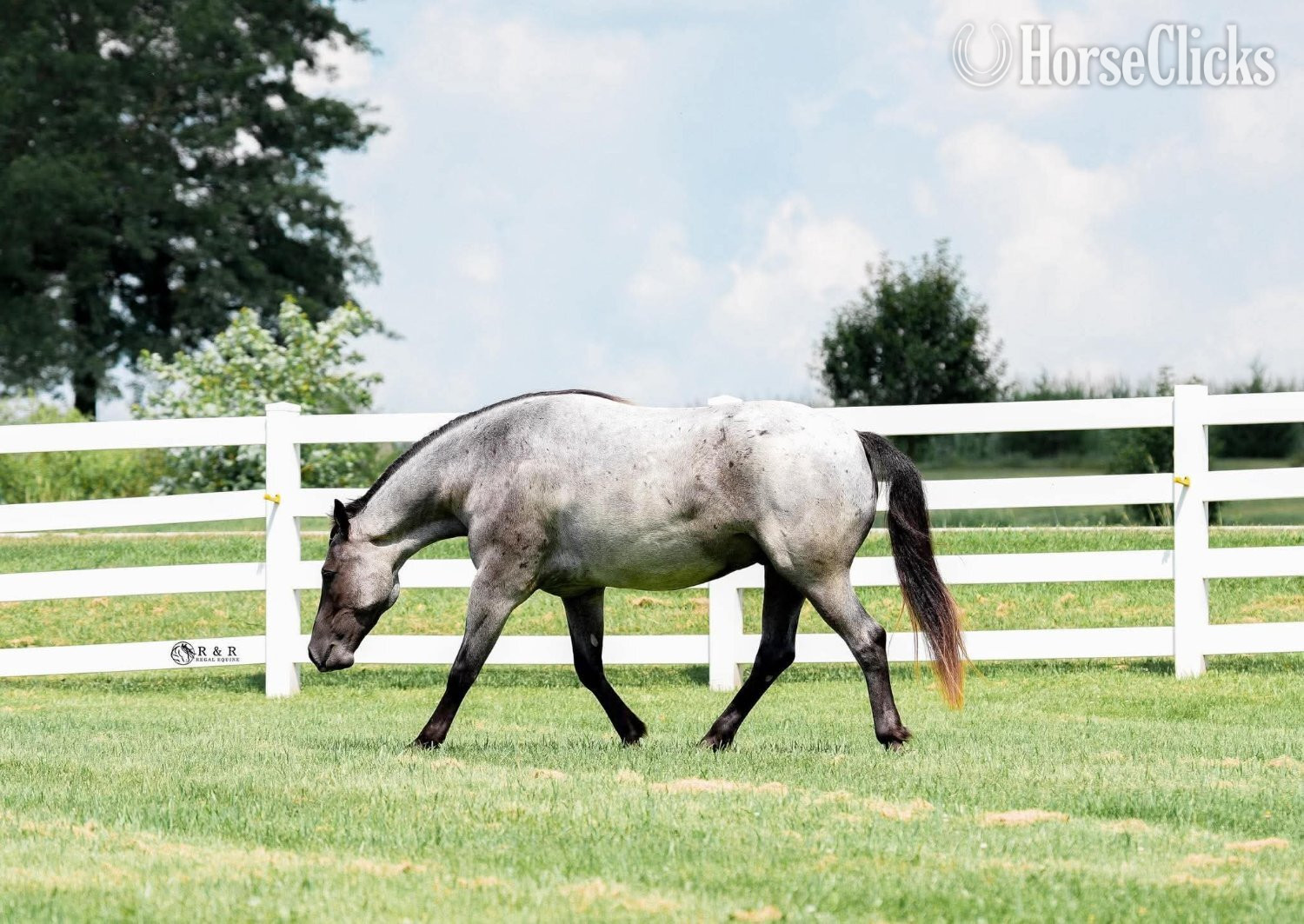 Draft - "Big Skye" Blue Roan Gelding Draft