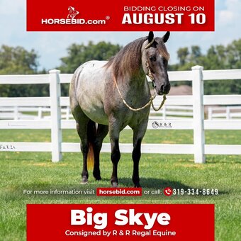 "Big Skye" Blue Roan Gelding Draft