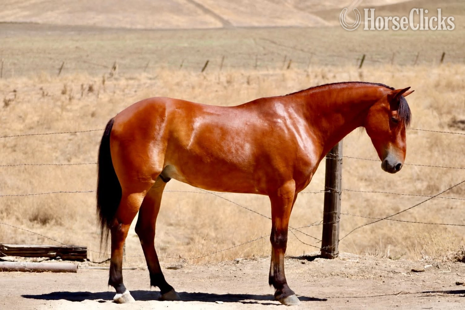 "MARVIN" Bay Gelding Quarter Pony