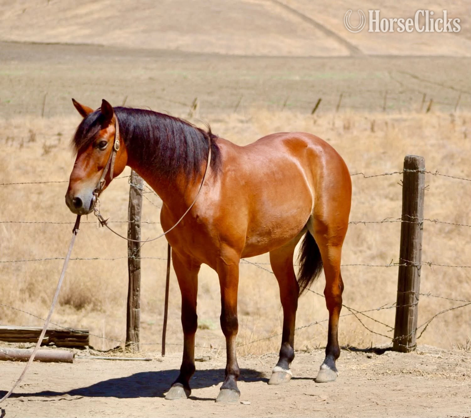 California "MARVIN" Bay Gelding Quarter Pony