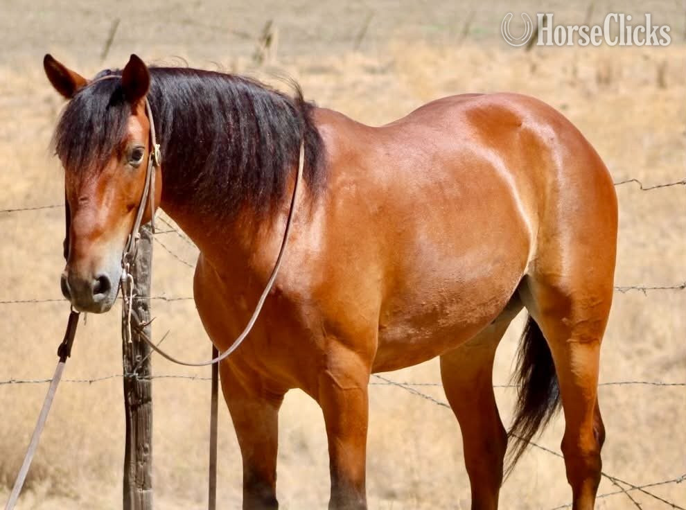 "MARVIN" Bay Gelding Quarter Pony - Quarter Pony in California