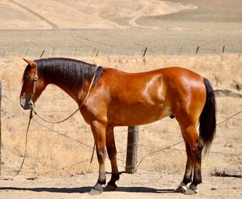 "MARVIN" Bay Gelding Quarter Pony