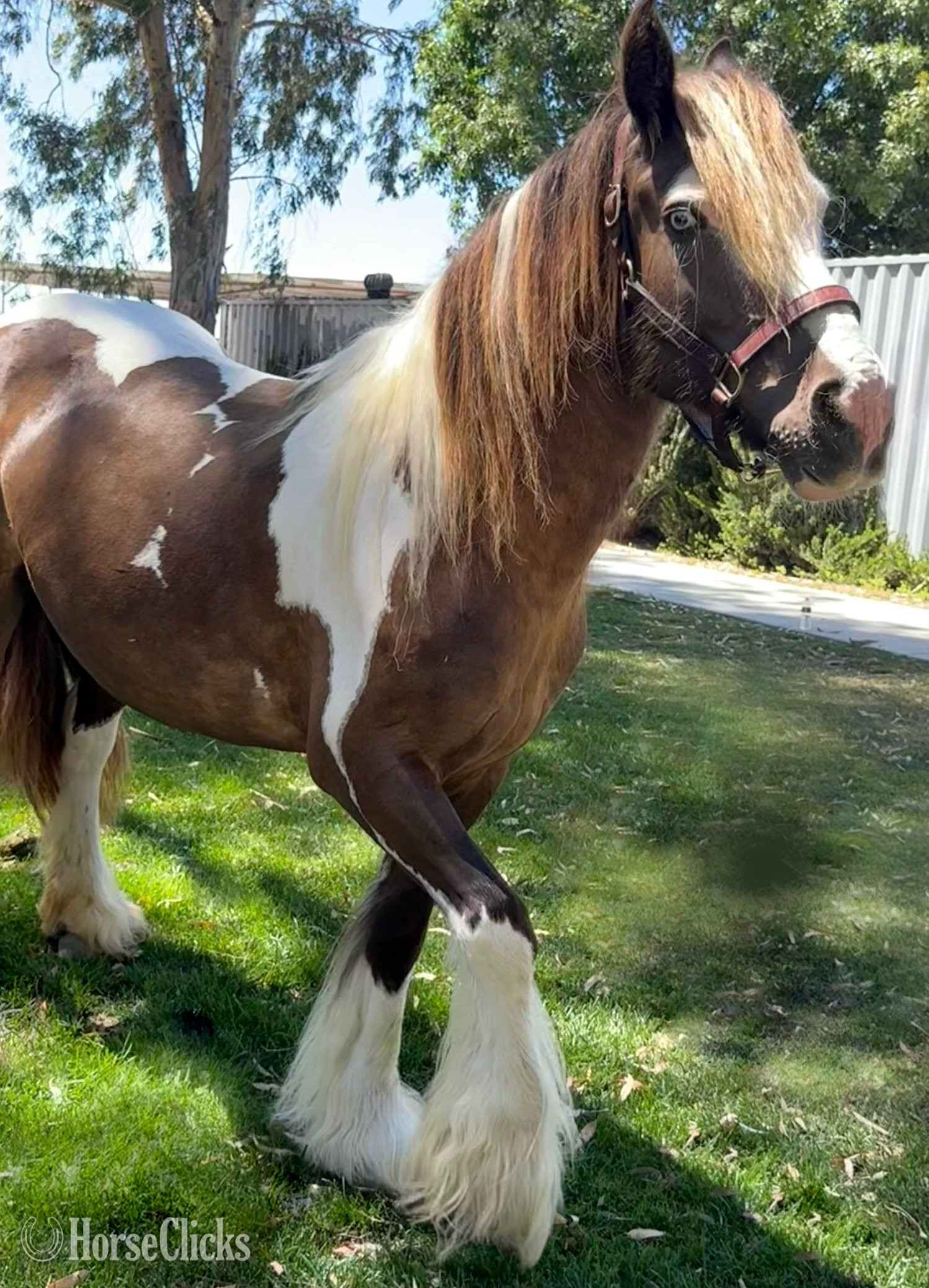 "Laced in Splendor “Lacey”" Silver Dapple Mare Gypsy Vanner in California