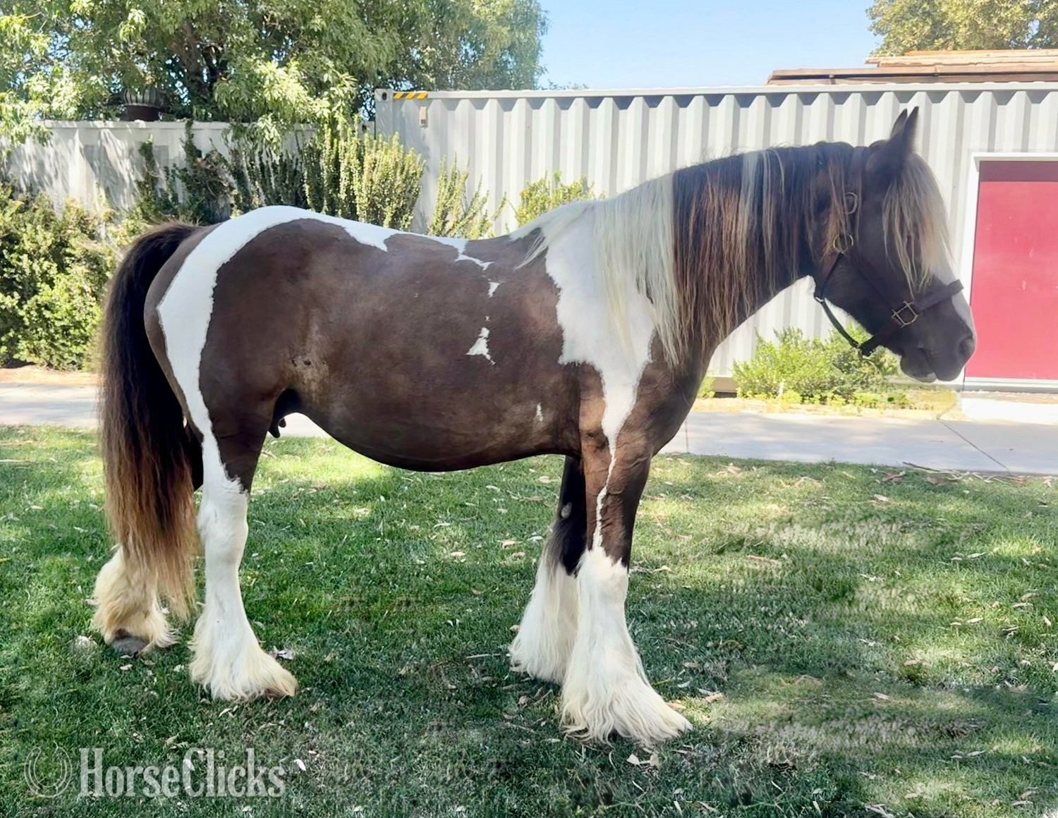 "Laced in Splendor “Lacey”" Silver Dapple Mare Gypsy Vanner