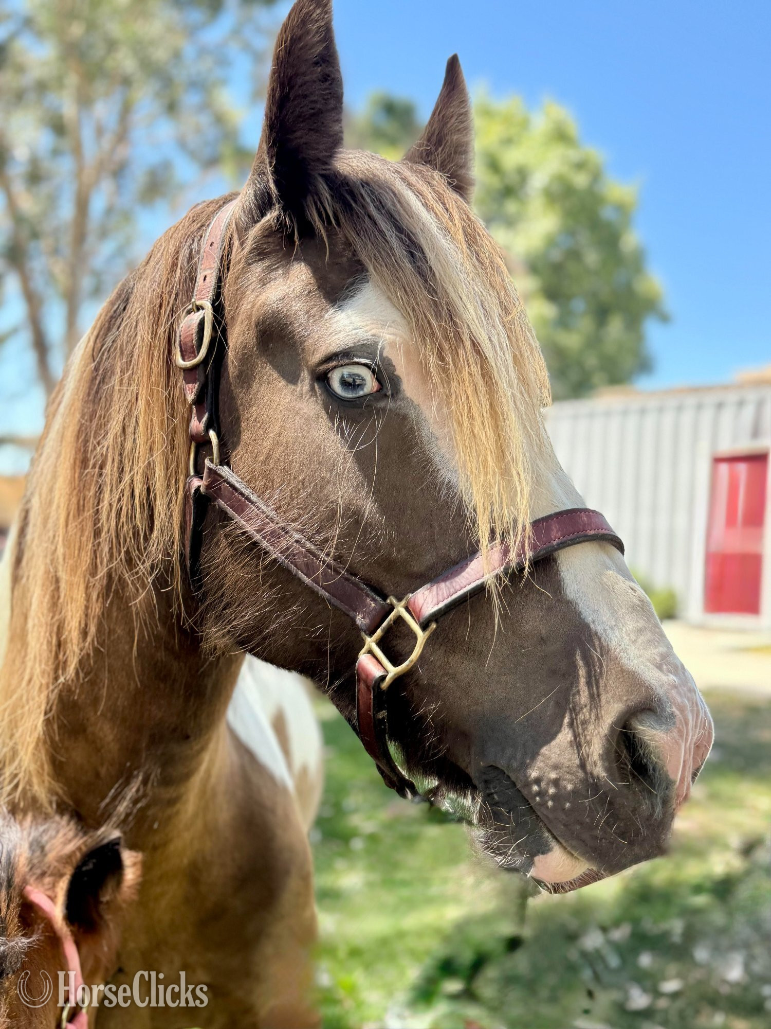 California "Laced in Splendor “Lacey”" Silver Dapple Mare Gypsy Vanner