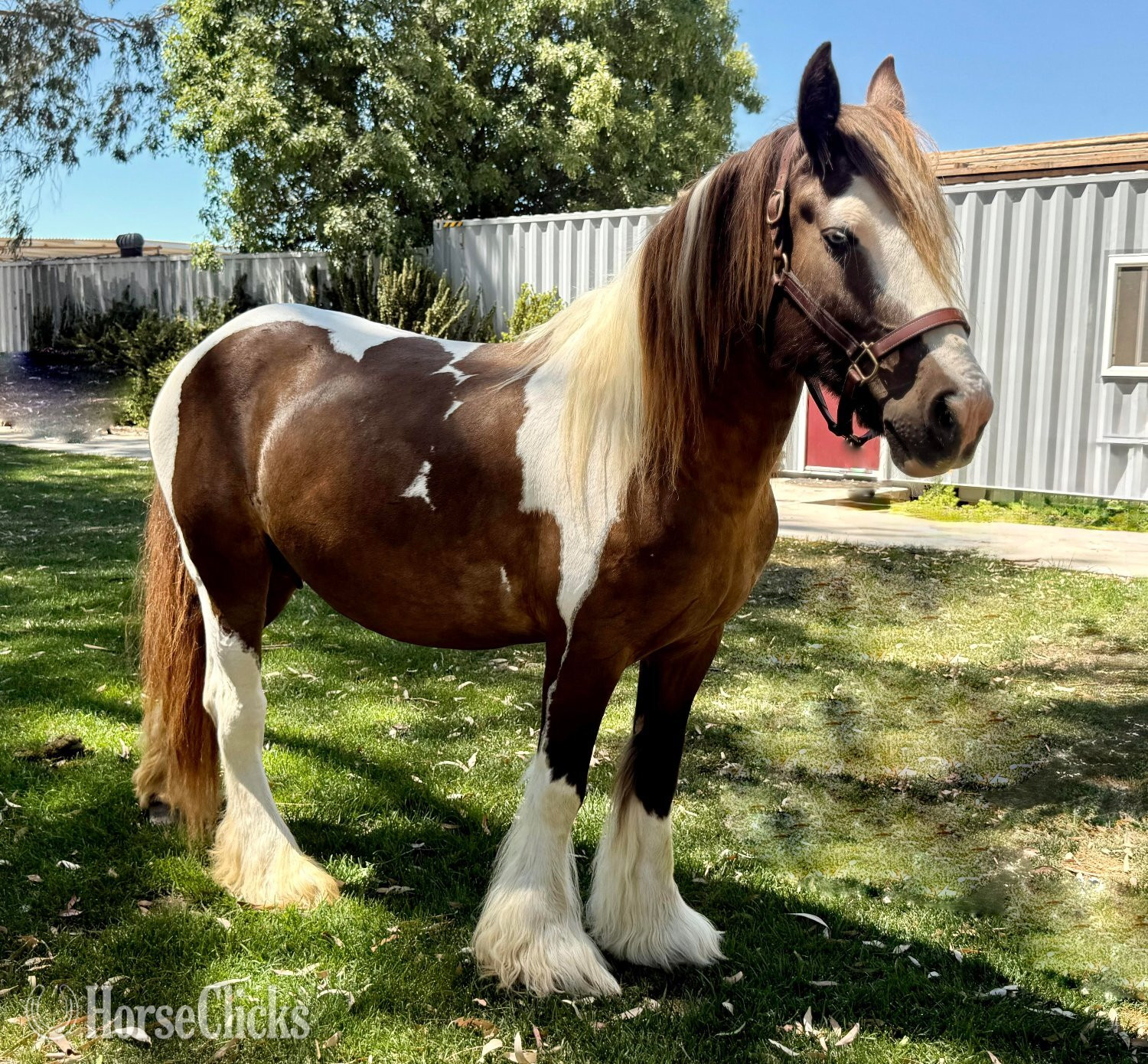 "Laced in Splendor “Lacey”" Silver Dapple Mare Gypsy Vanner - Gypsy Vanner in California