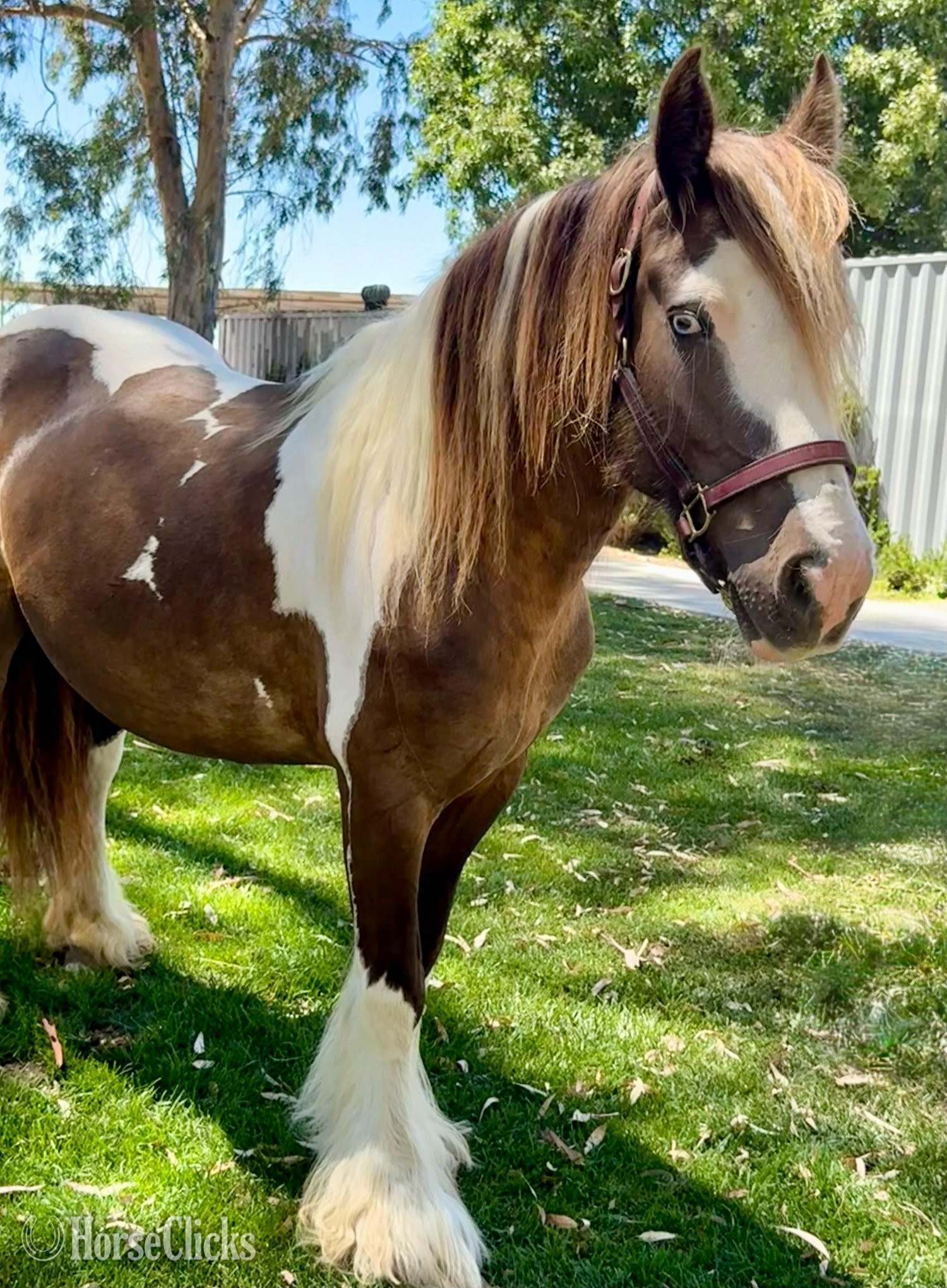"Laced in Splendor “Lacey”" Silver Dapple Mare Gypsy Vanner - Gypsy Vanner