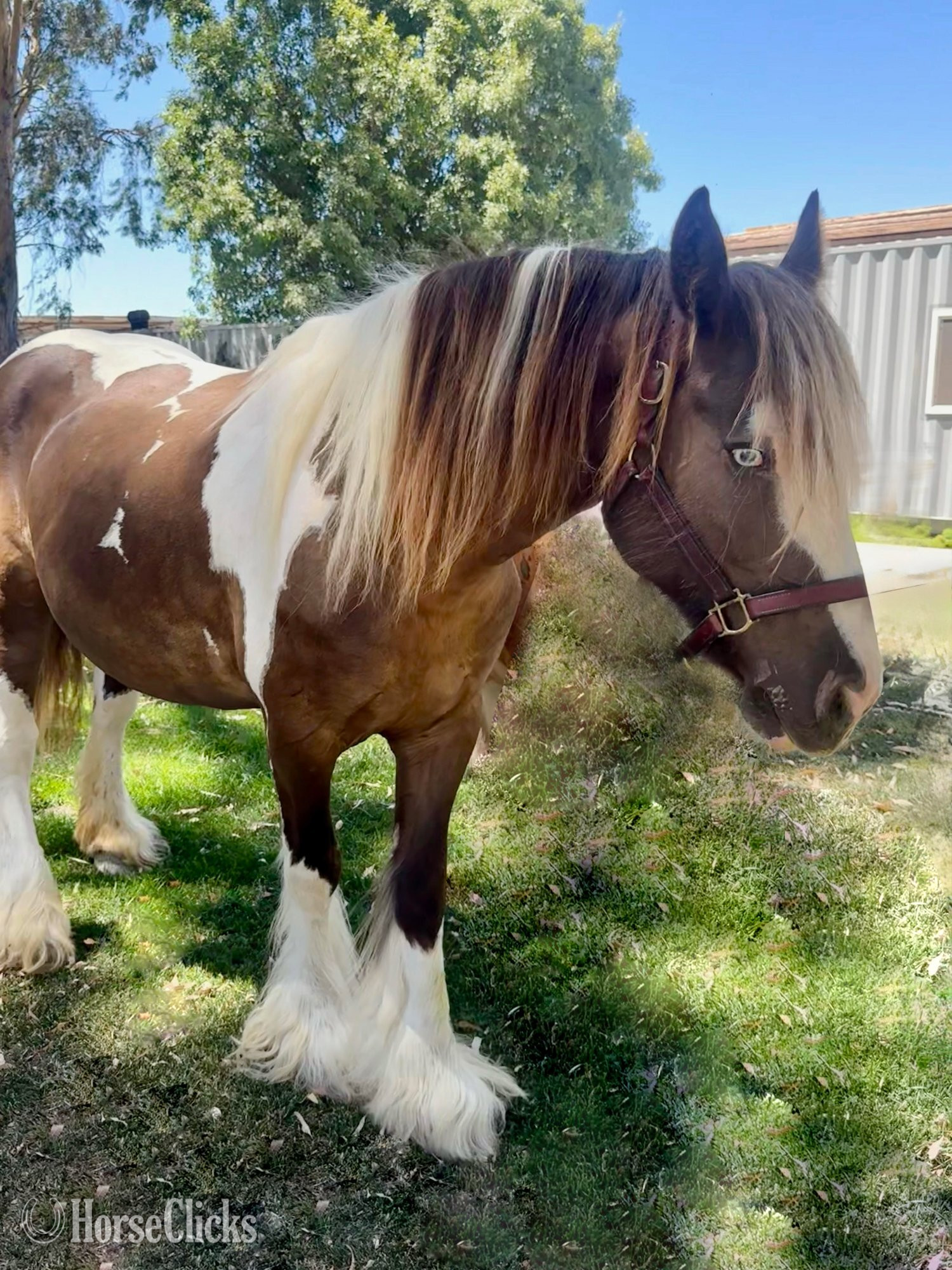 "Laced in Splendor “Lacey”" Silver Dapple Mare Gypsy Vanner California