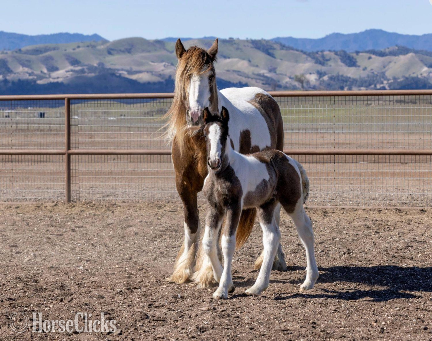 Gypsy Vanner - "Laced in Splendor “Lacey”" Silver Dapple Mare Gypsy Vanner in California