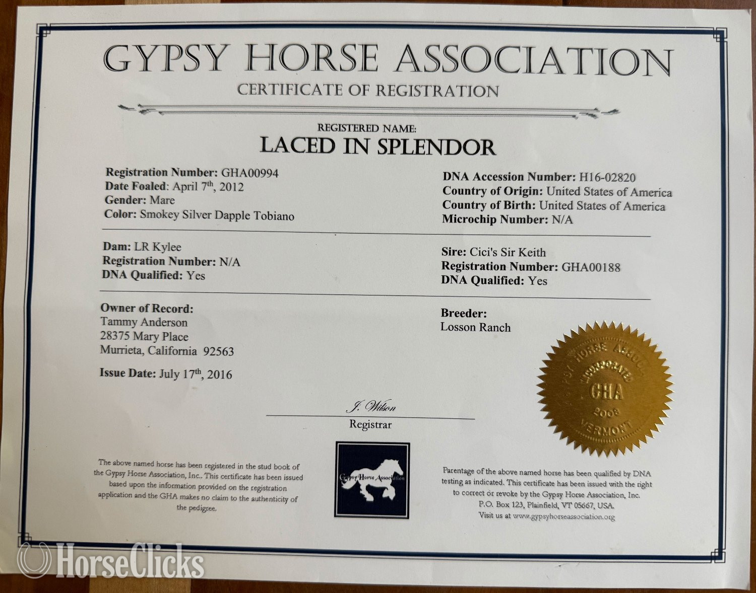Gypsy Vanner - "Laced in Splendor “Lacey”" Silver Dapple Mare Gypsy Vanner