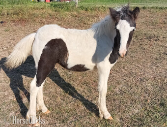 "Juniper" Tabiano Filly Gypsy Vanner