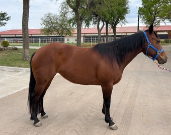 "Lady" Bay Mare Quarter Horse