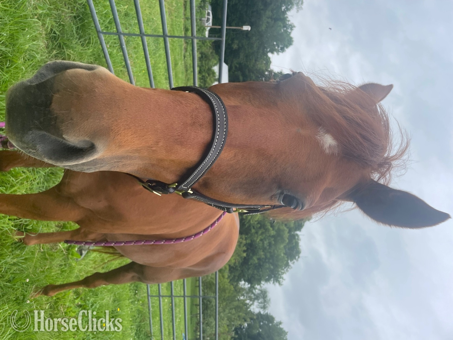 "Joey" Chestnut Gelding Thoroughbred in Indiana