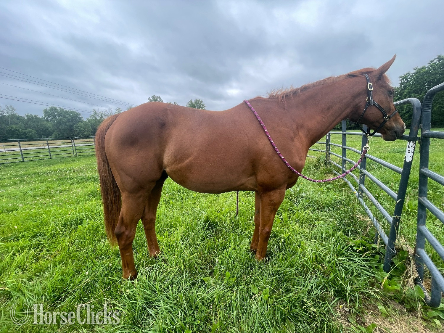 "Joey" Chestnut Gelding Thoroughbred