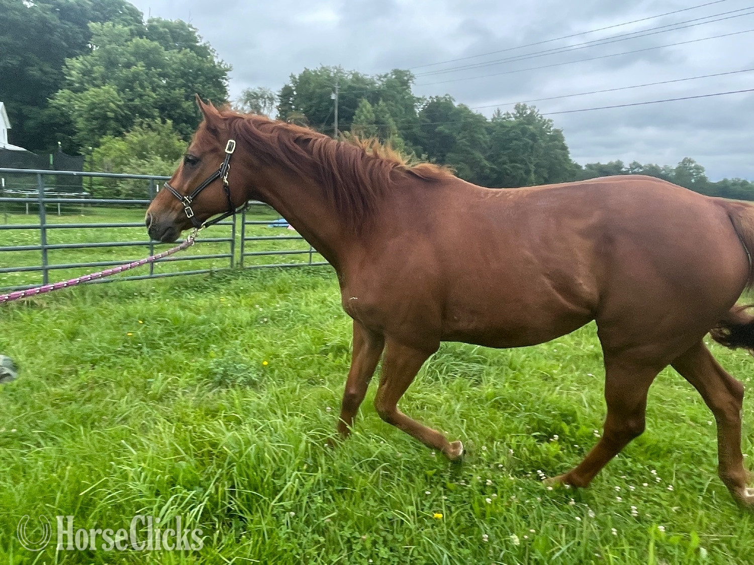 Indiana "Joey" Chestnut Gelding Thoroughbred