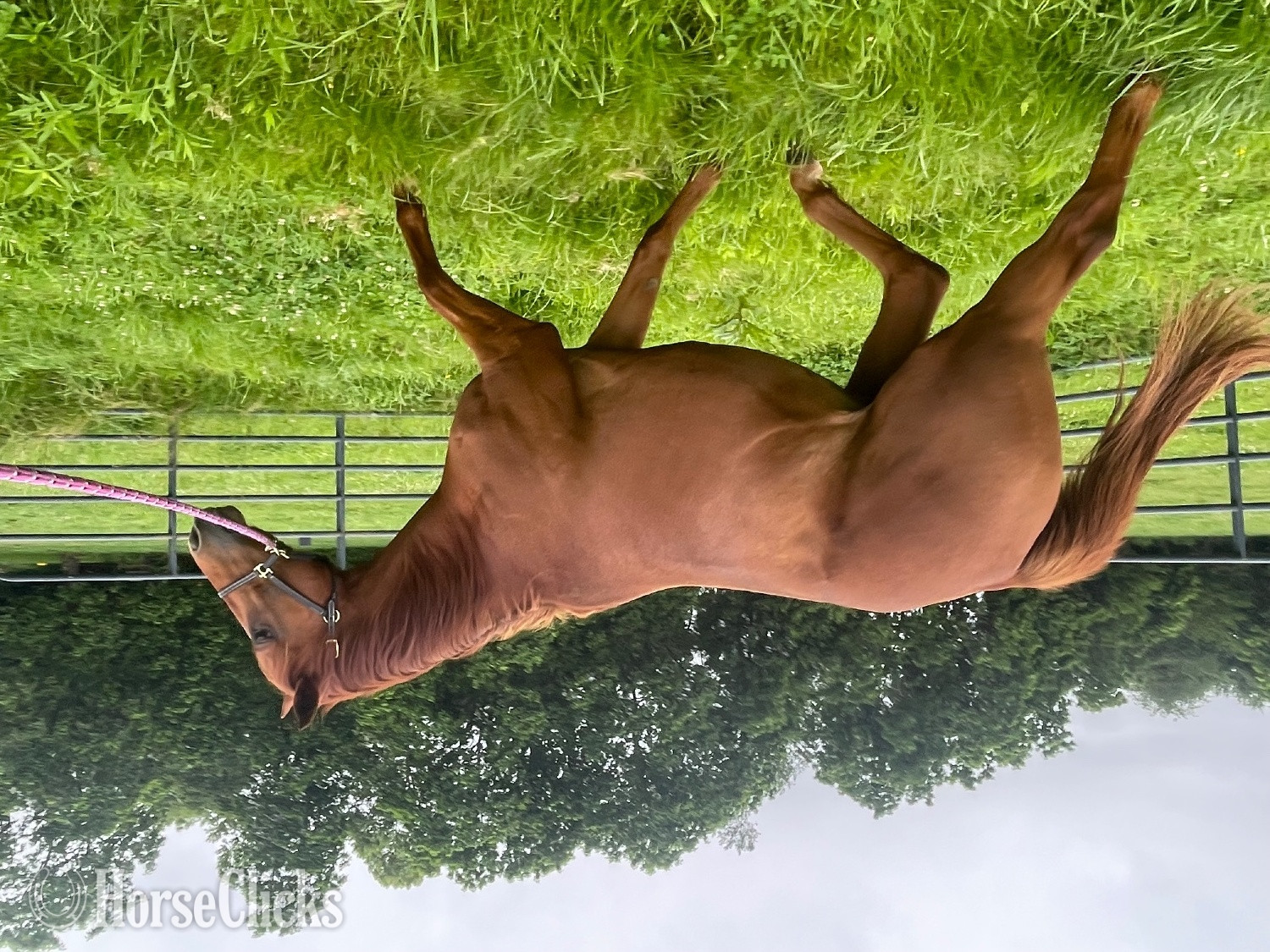 "Joey" Chestnut Gelding Thoroughbred - Thoroughbred in Indiana