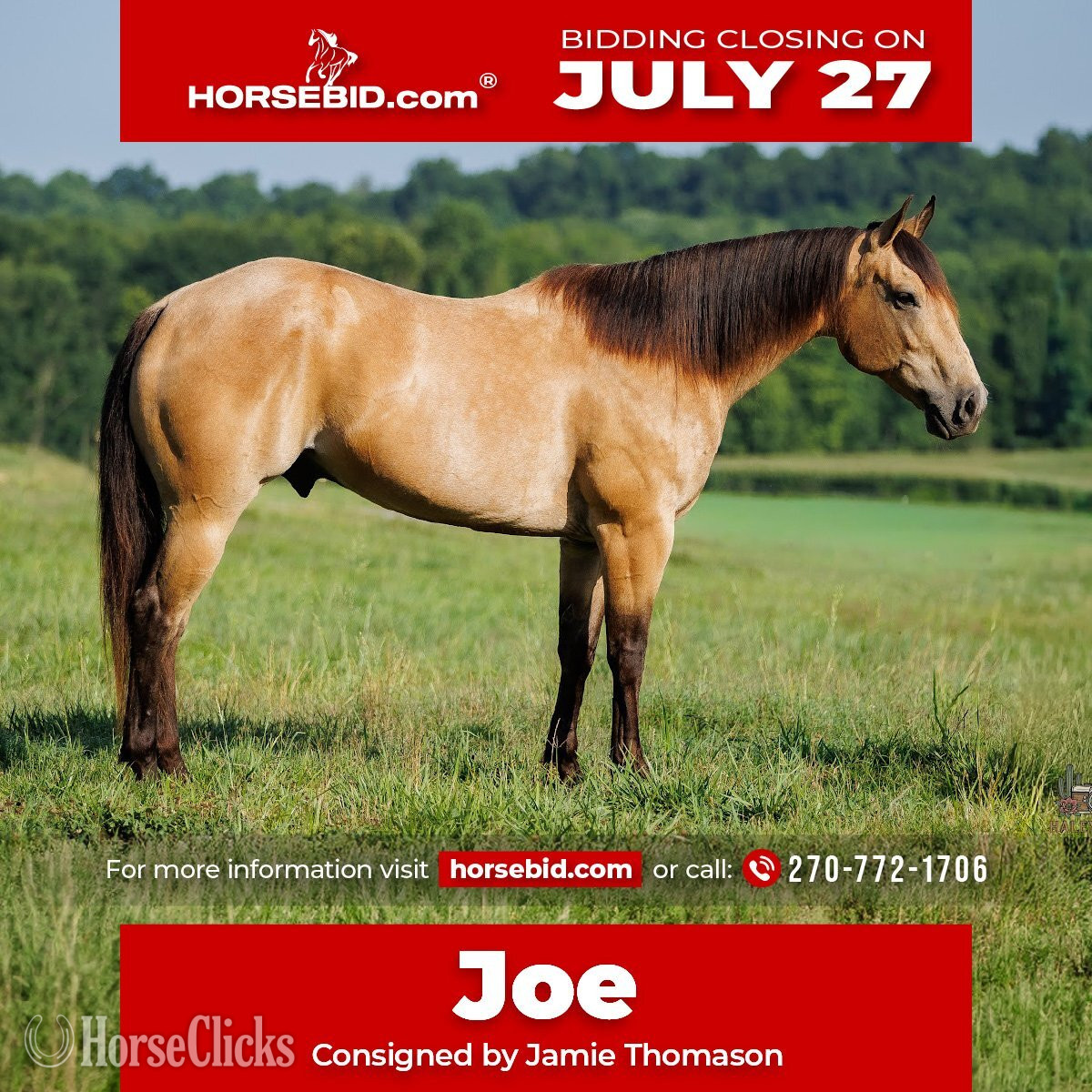 "Joe" Buckskin Gelding Quarter Horse in Kentucky