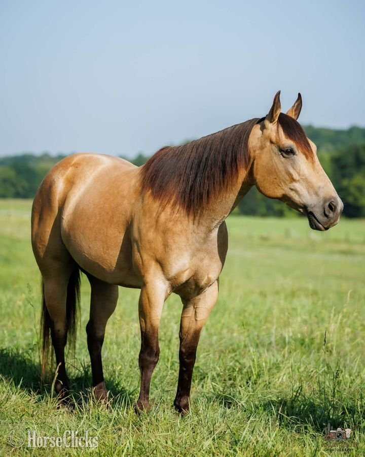 "Joe" Buckskin Gelding Quarter Horse