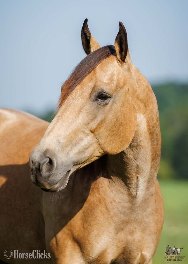 Kentucky "Joe" Buckskin Gelding Quarter Horse
