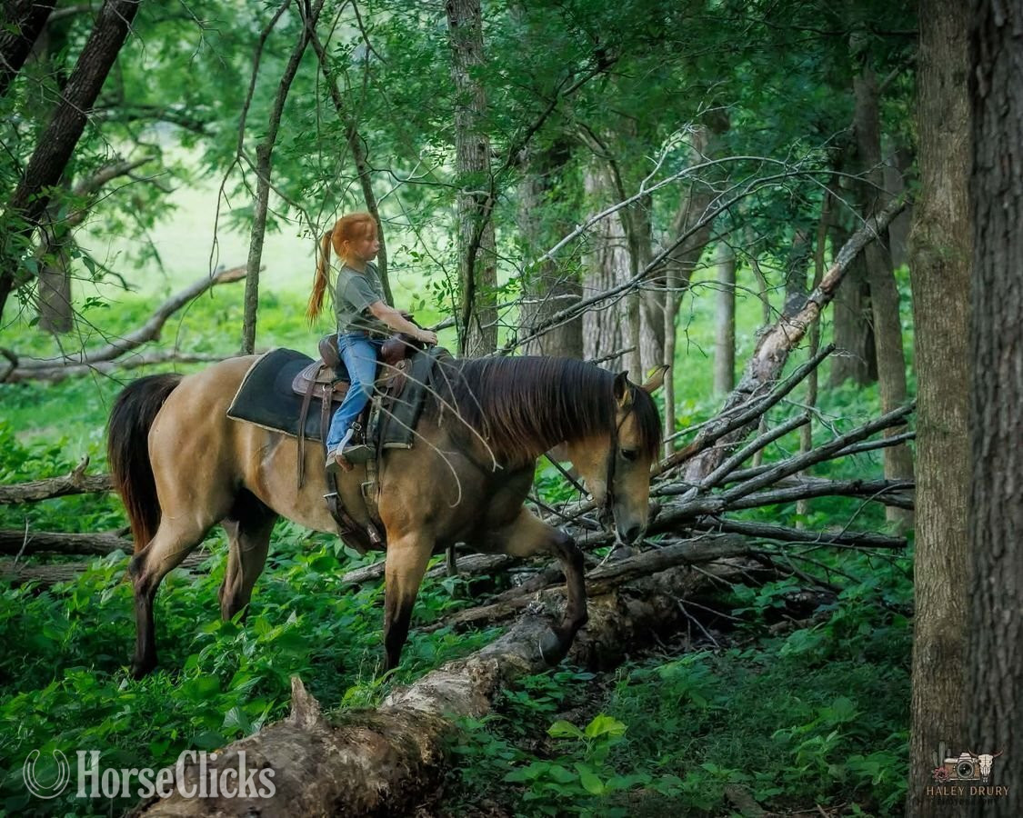 "Joe" Buckskin Gelding Quarter Horse - Quarter Horse in Kentucky