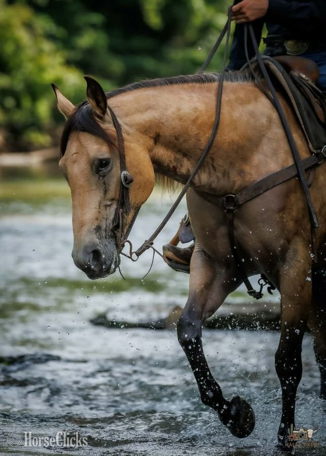 "Joe" Buckskin Gelding Quarter Horse - Quarter Horse