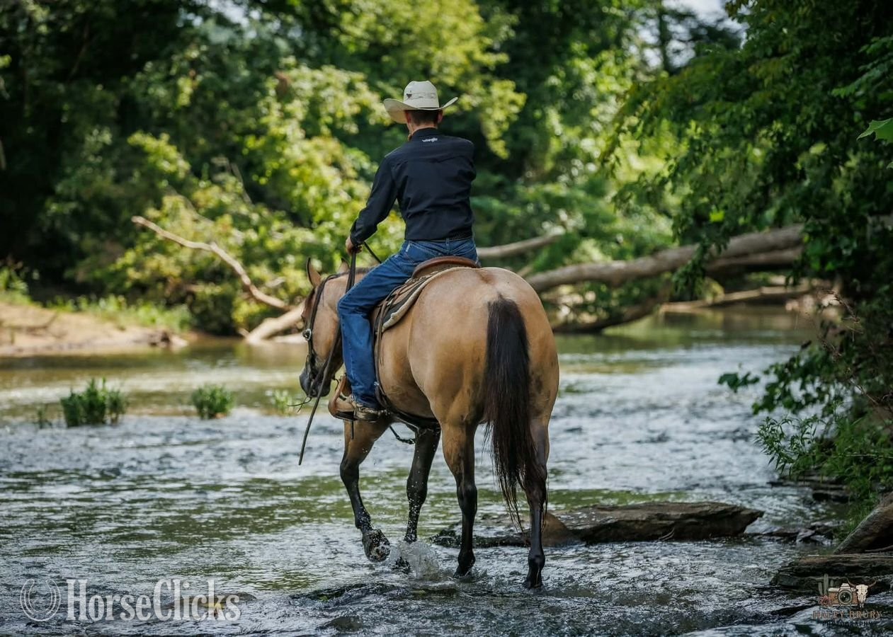 Quarter Horse - "Joe" Buckskin Gelding Quarter Horse in Kentucky