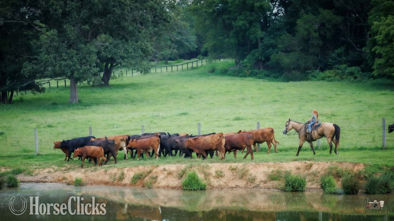 Quarter Horse - "Joe" Buckskin Gelding Quarter Horse