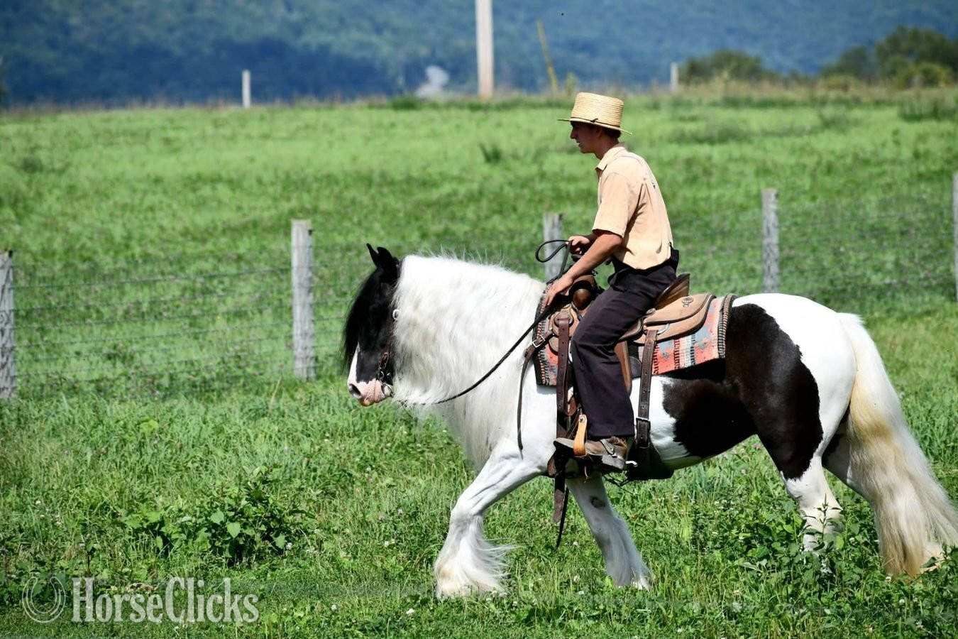 "DGR Leggs" Piebald Mare Gypsy Vanner