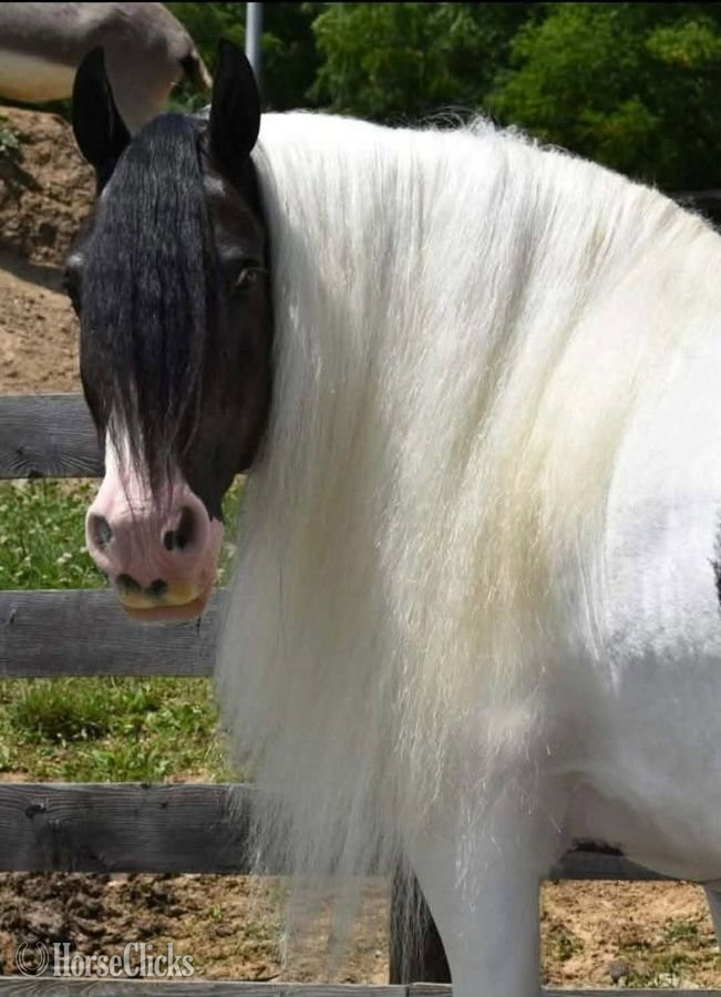 Pennsylvania "DGR Leggs" Piebald Mare Gypsy Vanner