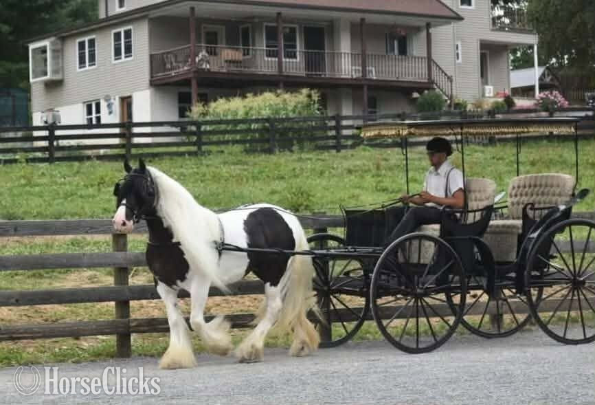 "DGR Leggs" Piebald Mare Gypsy Vanner - Gypsy Vanner in Pennsylvania