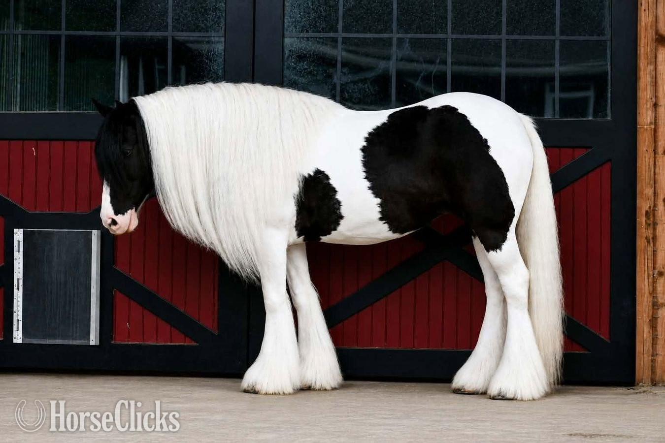 Gypsy Vanner - "DGR Leggs" Piebald Mare Gypsy Vanner in Pennsylvania