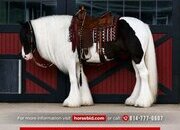 "DGR Leggs" Piebald Mare Gypsy Vanner