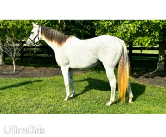 "" Other Mare Quarter Horse